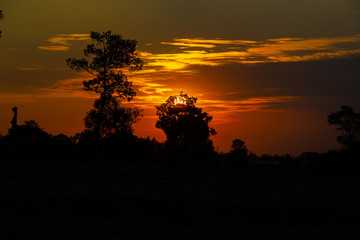 Shadows of trees in front of sunset in evening.