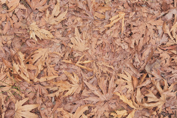 Beautiful Fallen Leaves at Autumn Time