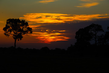 Shadows of trees in front of sunset in evening.