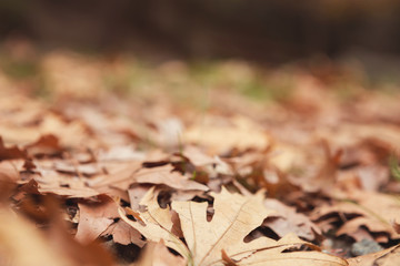 Beautiful Fallen Leaves at Autumn Time