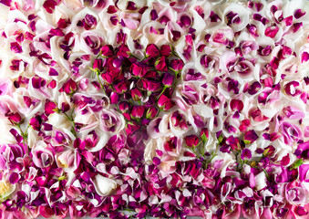 Rose Petals Cute Floral Design Background