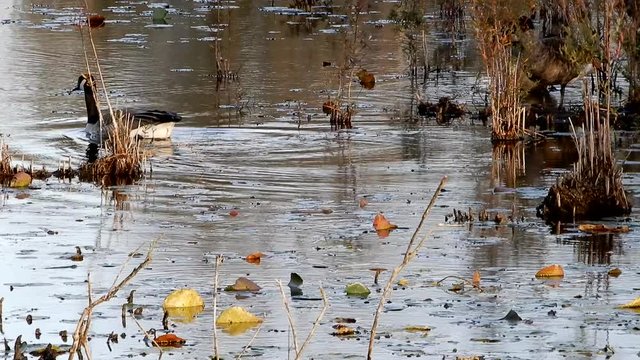 4K Duck Swimming Around In A Complete 360 Circle In Pond
