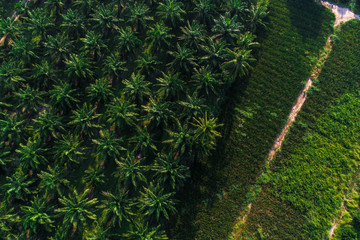 Obraz premium Palm oil tree plantation field aerial of agricultural industrial