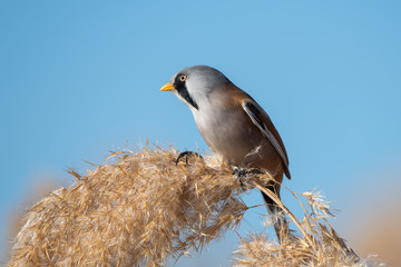 Bıyıklı baştankara » Panurus biarmicus » Bearded Reedling