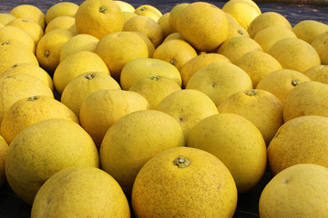 ぼんたんの収穫