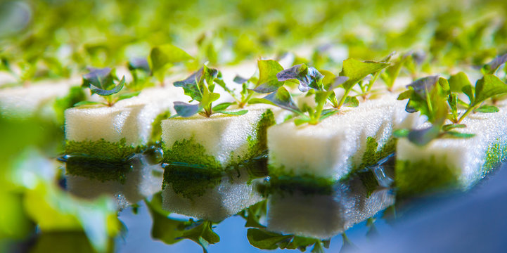 hydroponics vegetables growing on water