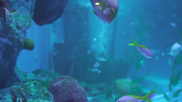Snubnose pompano fish (Scomber falcatus) in water