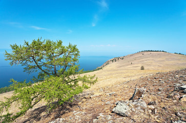 Lake Baikal in the summer. Typical Olkhon Island steppe landscape with rare larch trees on the yellow hillsides with dry grass and mosses on stony soil