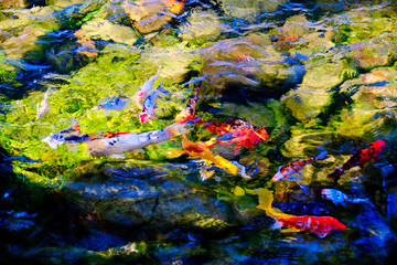 Fototapeta na wymiar abstract bright background of colorful fish floating in water