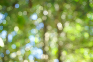 abstract green blur bokeh in forest nature background   