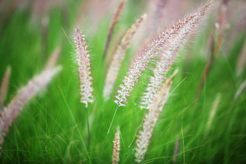 close up of reeds grass background