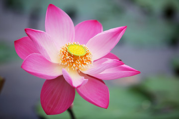 close up of  lotus flower in pond.