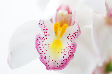 close up of colorful cymbidium flower with white background.