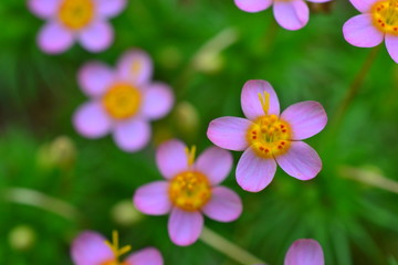 ツツナガギリアの花