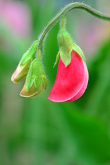 スイートピーの蕾