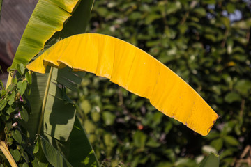  Dry Leaf of banana tree