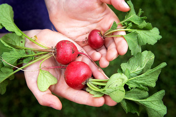 Young Child's Hands Holding Fresh Raw Garden Radishes