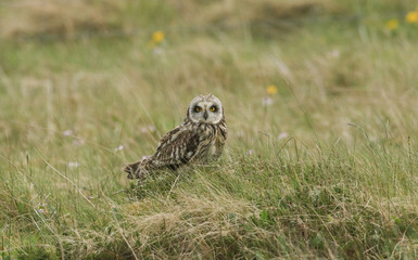 A hunting Short-eared Owl (Asio flammeus) perched on a small hill in the long grass.