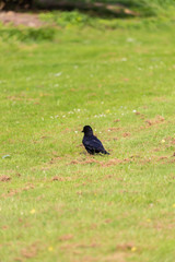 Crow on grass field