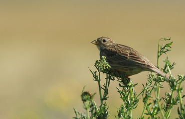 A Corn Bunting (Emberiza calandra) perched on a plant.