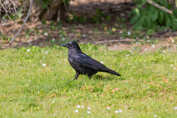 Crow on grass field