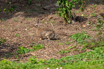 Rabbit on grass field
