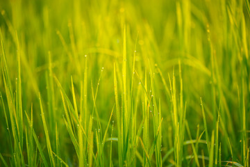 Fototapeta na wymiar Dew on grass