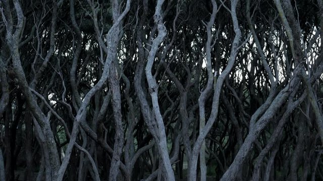 Old twisted Moonah trees along the Anglesea river, Australia. Rare very old forest. PAN UP SHOT.