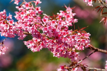 Wild Himalayan Cherry.