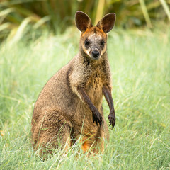 Small Swamp Wallaby outside during the day time.