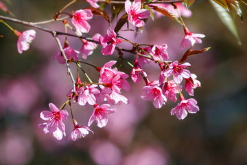 Wild Himalayan Cherry.