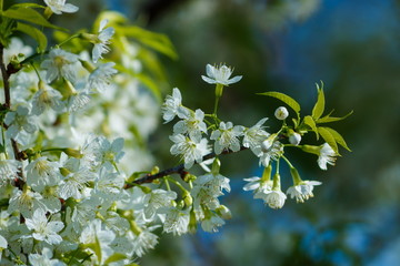 Wild Himalayan Cherry.