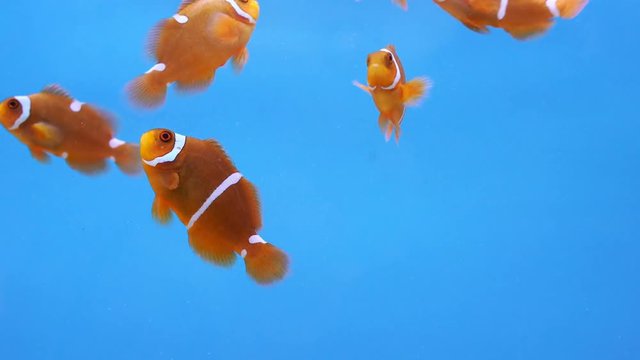 Spine cheek anemonefish (Premnas biaculeatus) in water