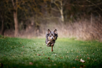 Portrait Hund rennt springt läuft auf wiese im Winter Herbst Sommer auf Kamera zu