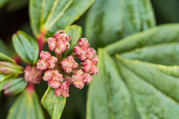 red flower buds filled branch with big green leaves background in the shade