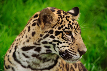 Fototapeta na wymiar Leopard gazing, on green background