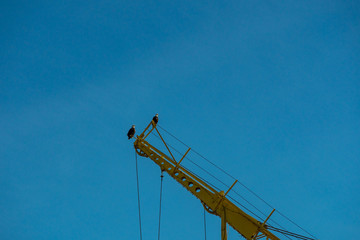 two bald eagles resting on the top of yellow crane under blue sky on a sunny day