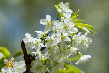 Wild Himalayan Cherry.