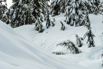 thick snow covered mountain slope with pine tree forest covered in snow on a cold day