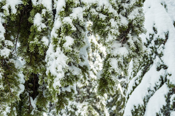 close up of dense green pine tree branches covered in heavy snow in the forest 