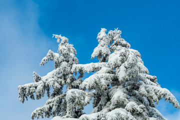 top of the pine tree branches covered under heavy snow under blue sky with thin layers of cloud