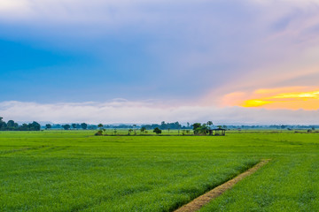 Rice farming season in Thailand.16