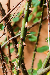 Thorns growing up alongside cottage wall.