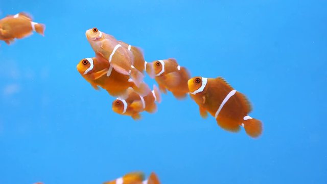 Spine cheek anemonefish (Premnas biaculeatus) in water