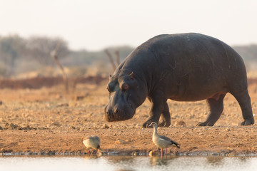 Hippopotamus (Hippopotamus amphibius) at a waterhole in Namibia
