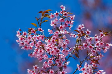 Wild Himalayan Cherry.