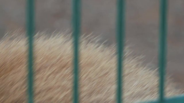face of baboon monkey close up behind bars (papio cynocephalus)
