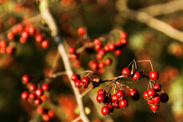 Chokeberries hanging form tree branch.