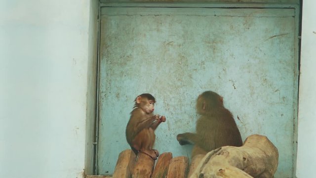 baboon female with cub eat on wooden bars (papio cynocephalus)