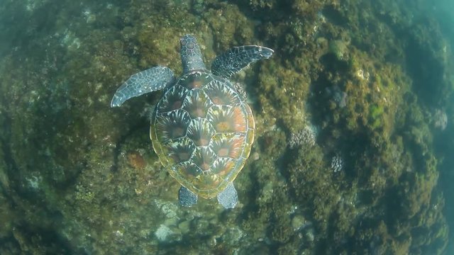 Following a Green Sea Turtle as it swims in the ocean